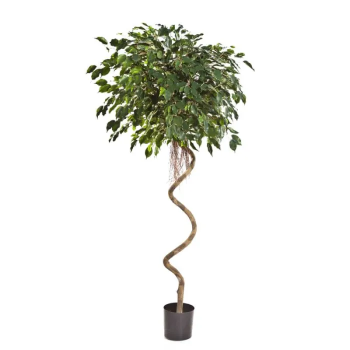 Фикус спираль Бенджамина