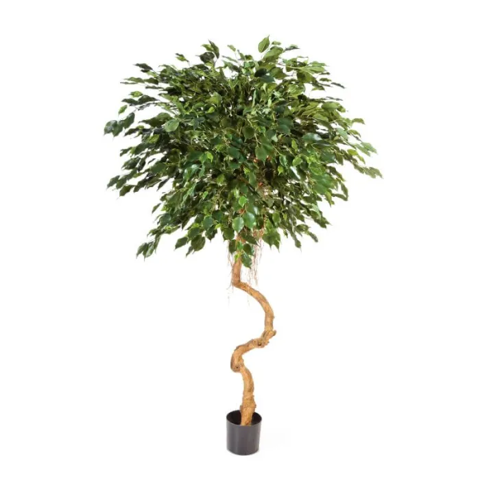 Фикус Бенджамина на забавном стволе