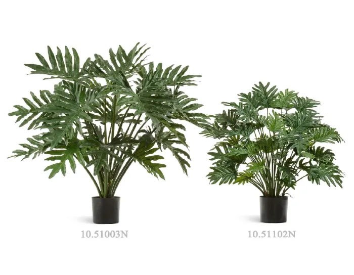 Куст Филодендрон Селло Мидл