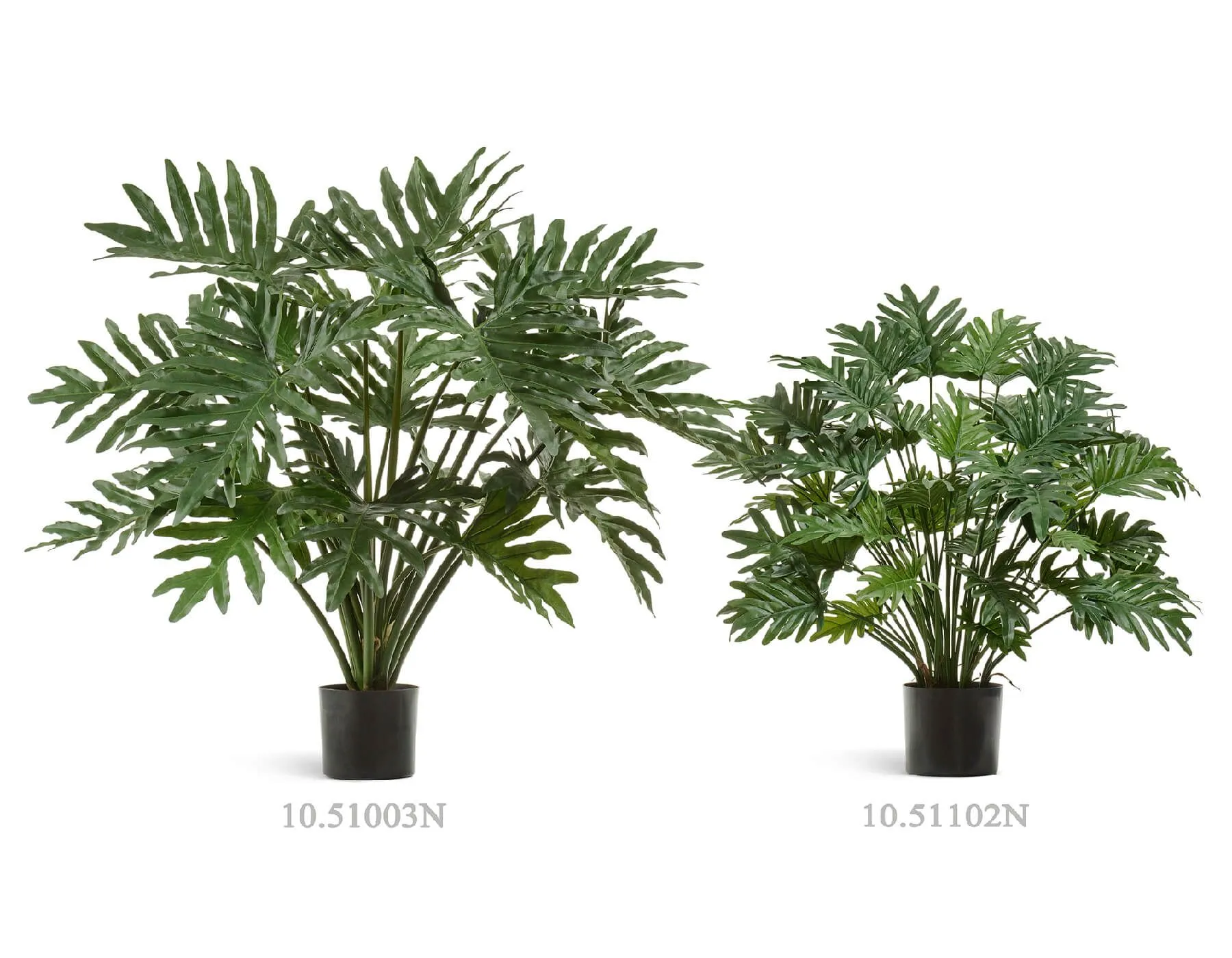 Куст Филодендрон Селло Мидл