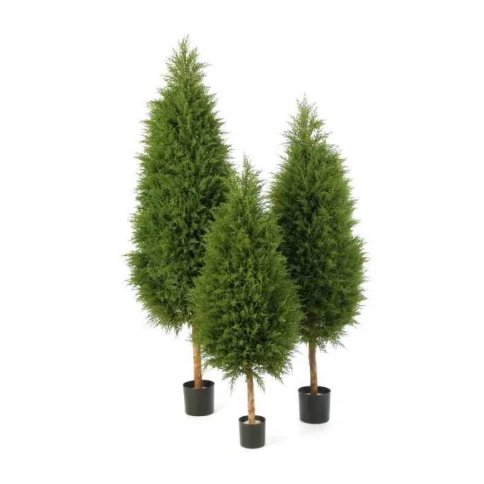 Кипарис уличный Тауэр