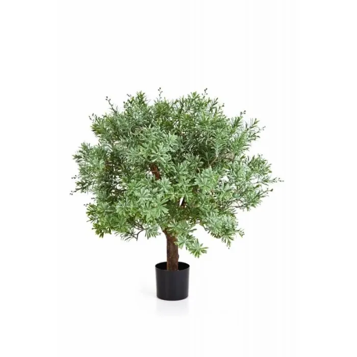 Кроссостефиум (Миллер) шар