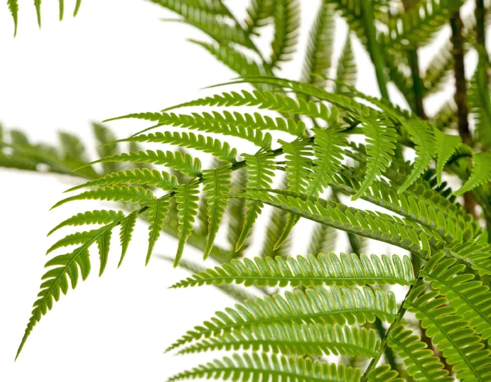 Древовидный Папоротник Форест