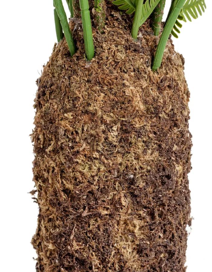 Древовидный Папоротник Форест