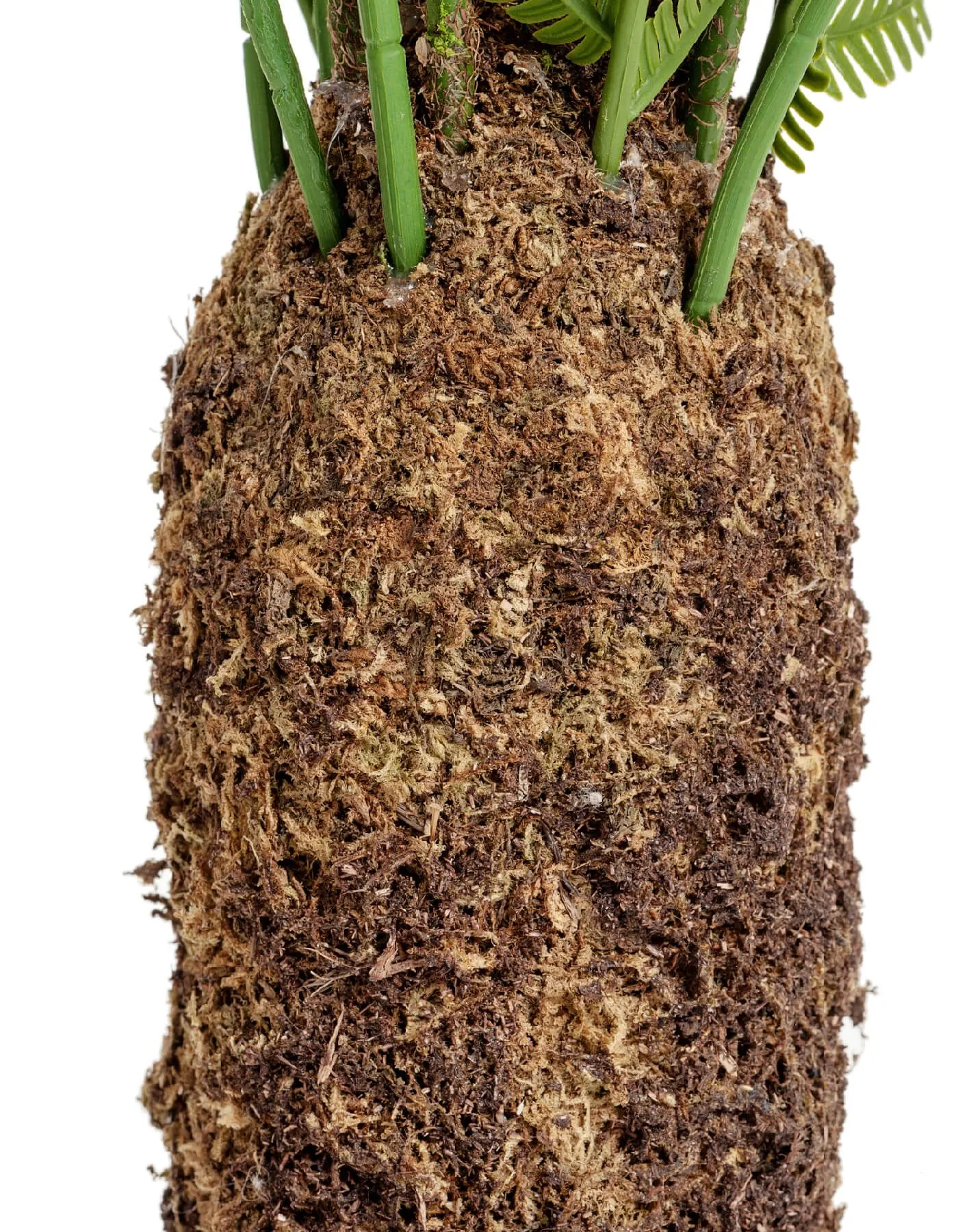 Древовидный Папоротник Форест