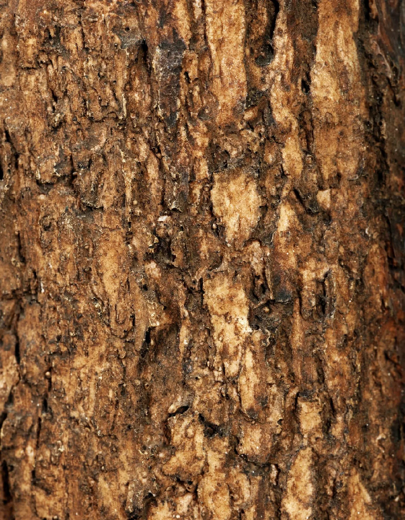 Лонгифолия с толстым стволом Роял Кабана