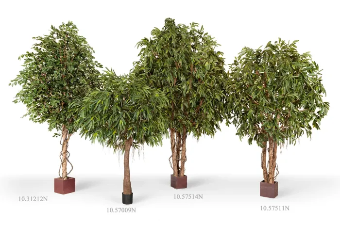 Гигантская Лонгифолия широколистная