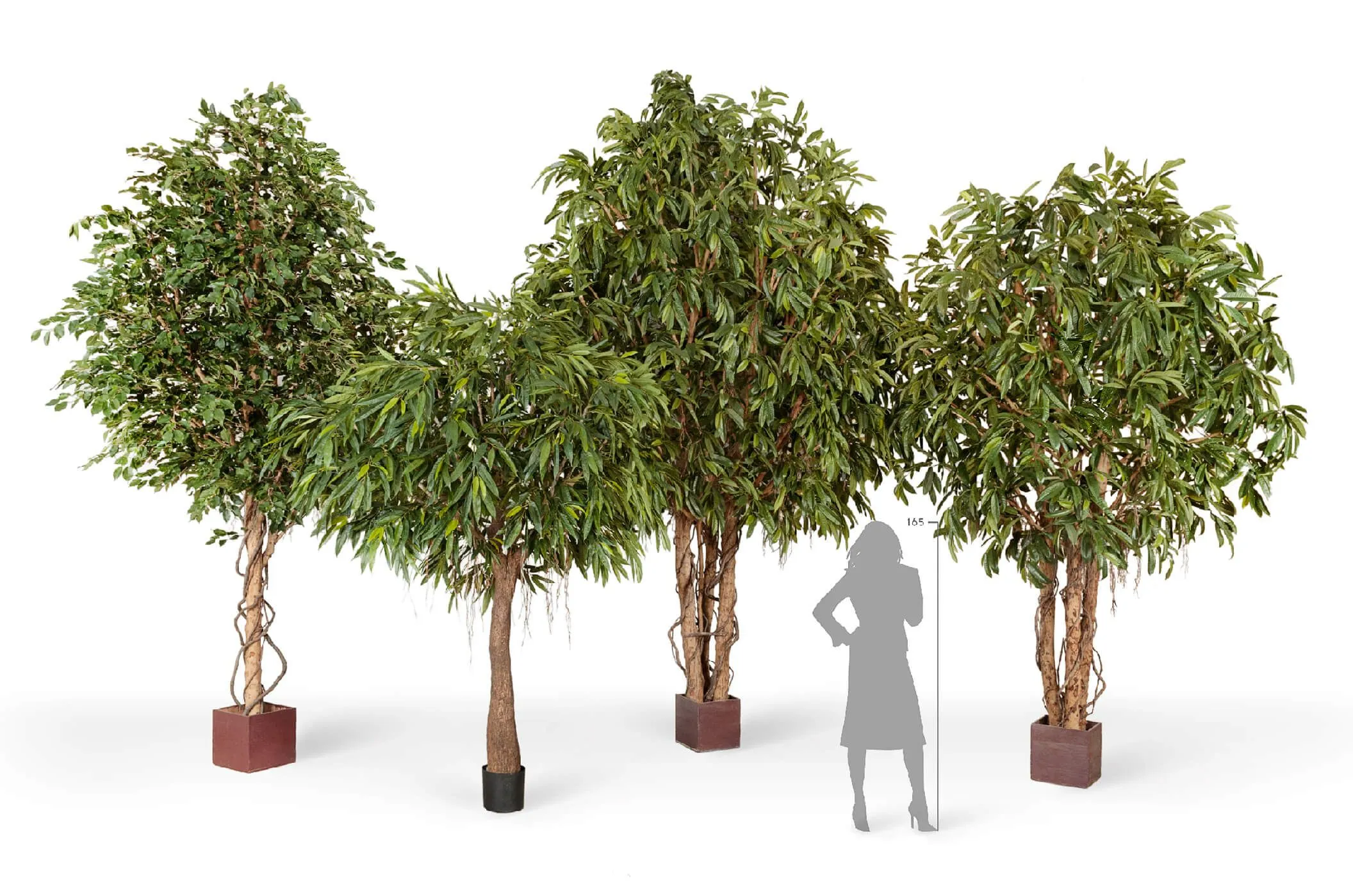 Гигантская Лонгифолия широколистная