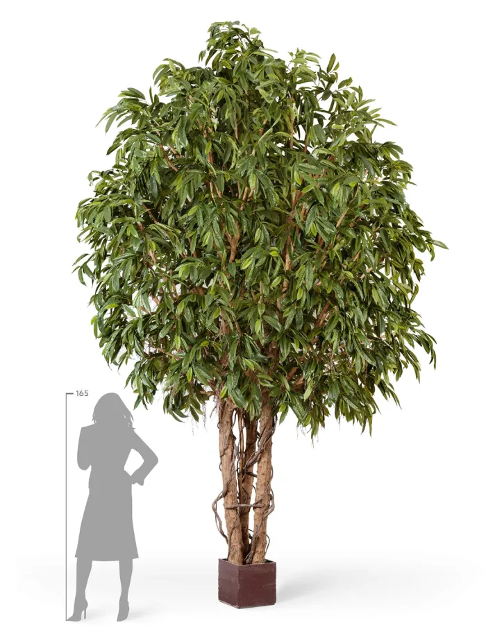 Гигантская Лонгифолия широколистная