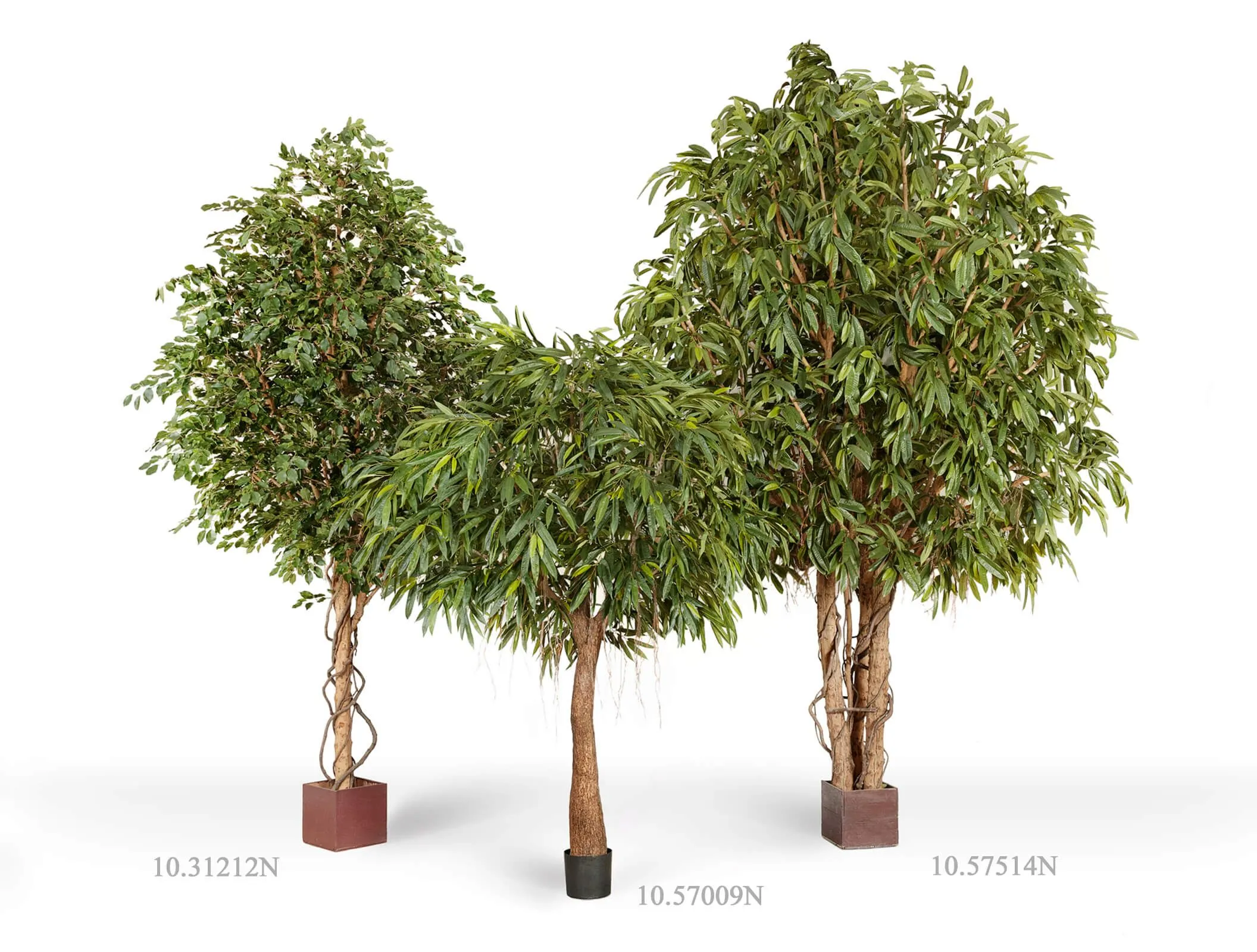 Гигантская Лонгифолия широколистная