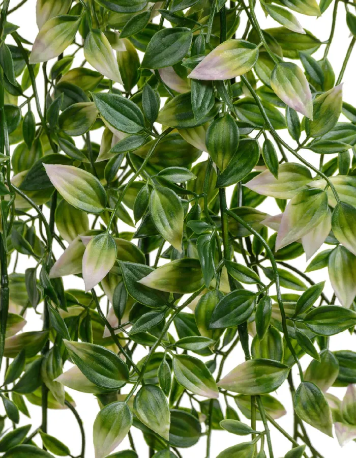 Зелёная Традесканция с розовым