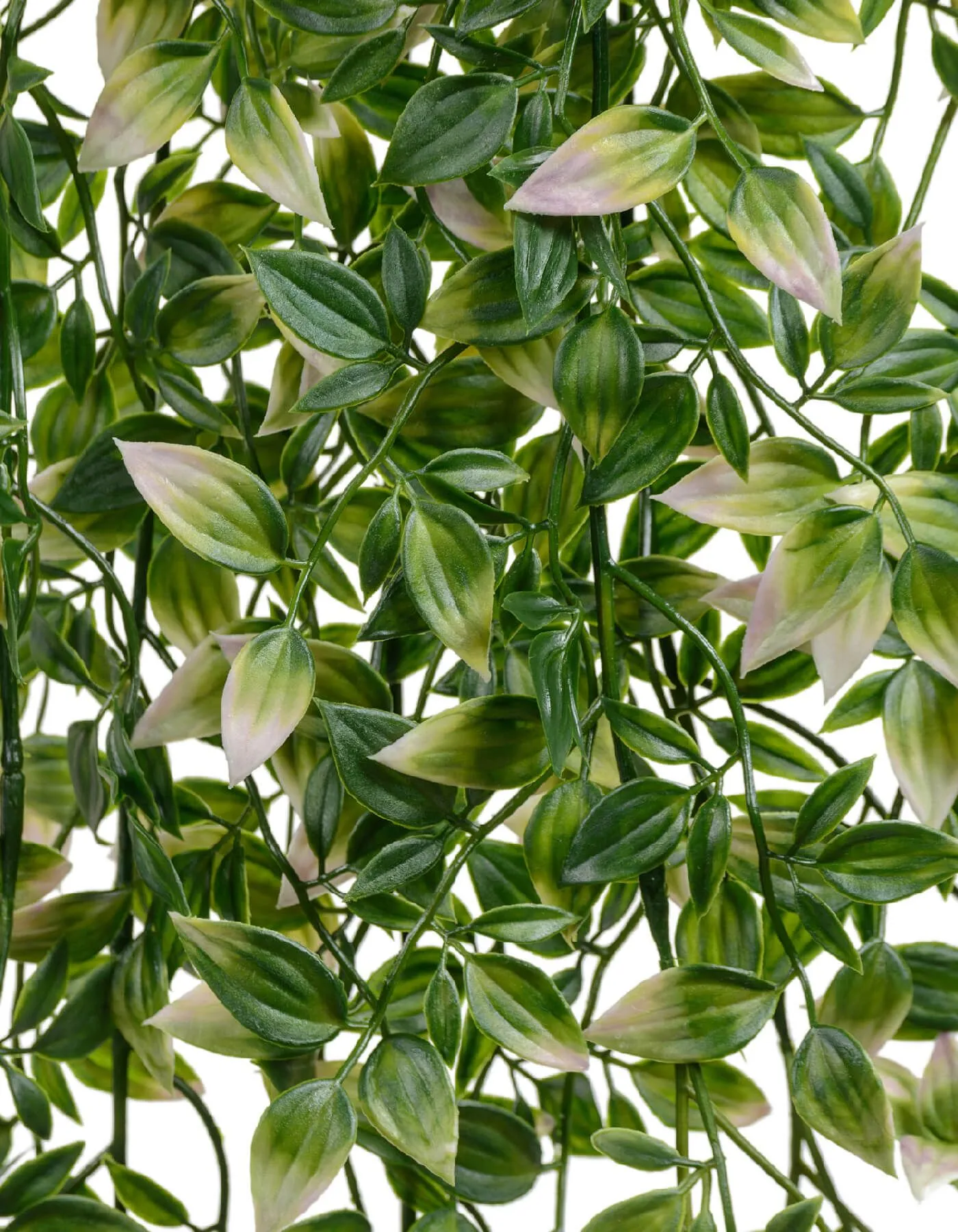 Зелёная Традесканция с розовым