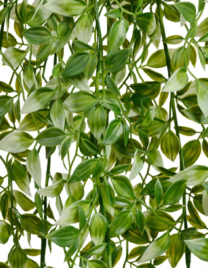 Бело-зелёная Традесканция