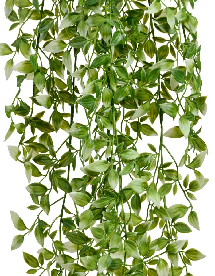 Бело-зелёная Традесканция