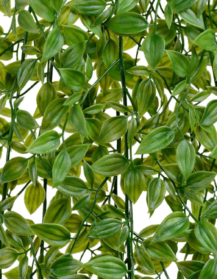 Зелёная Традесканция