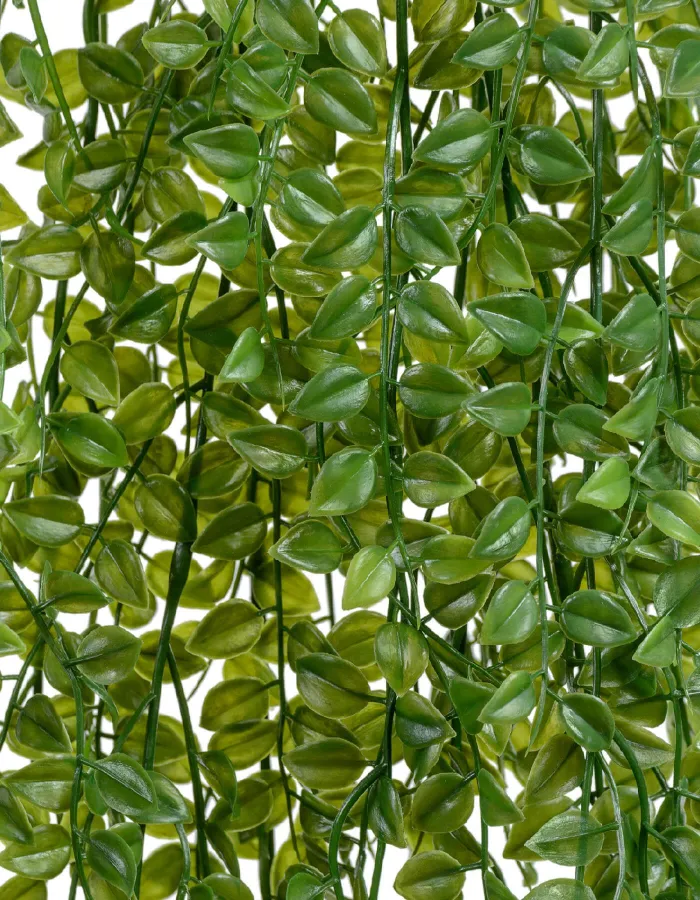 Ампельная Каллизия большой куст