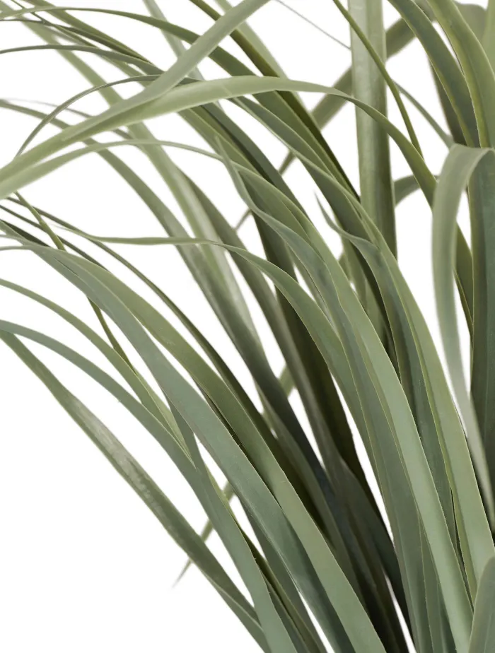 Трава Лемонграсс в горшке припылённо-зелёная