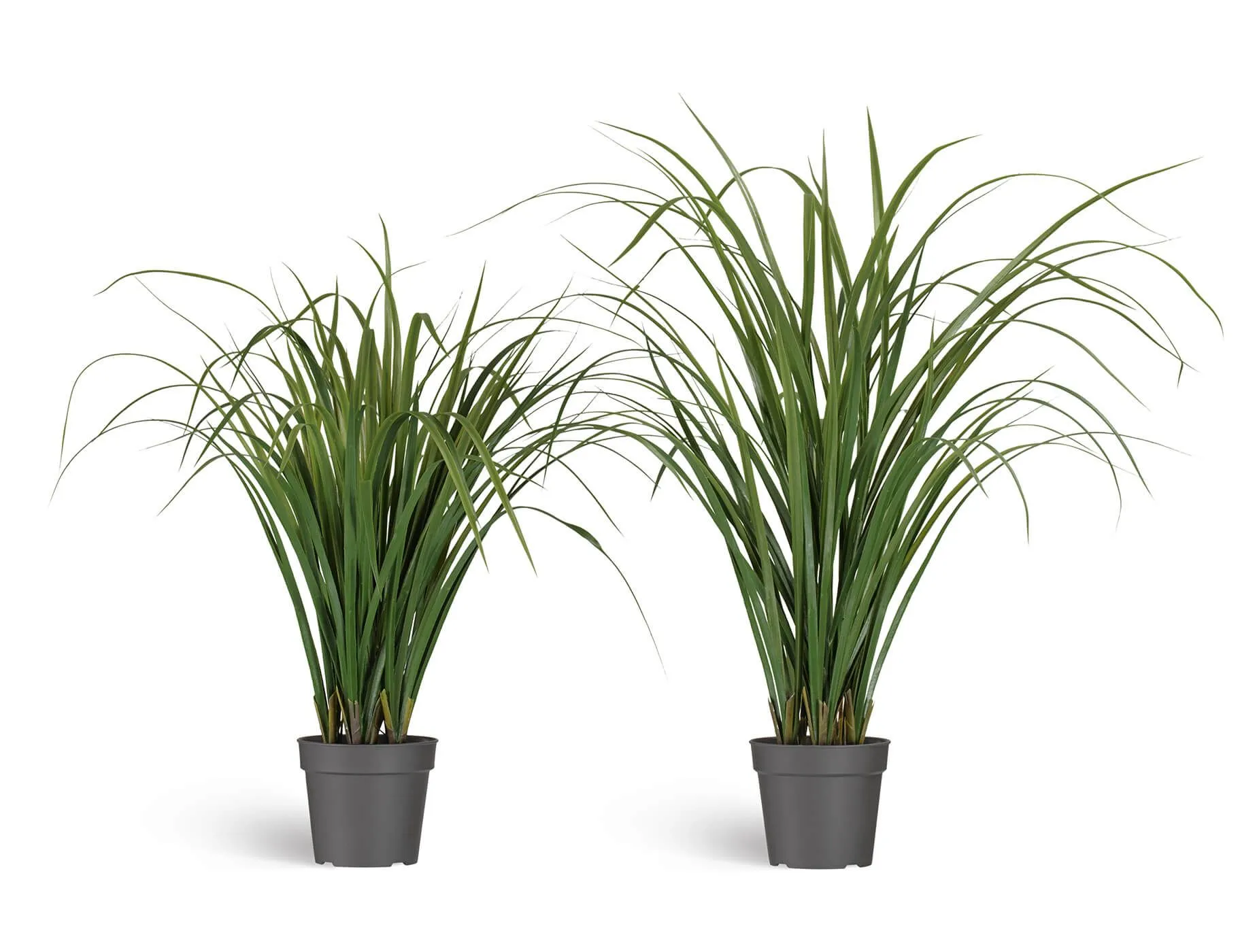 Трава Лемонграсс зелёная в горшке