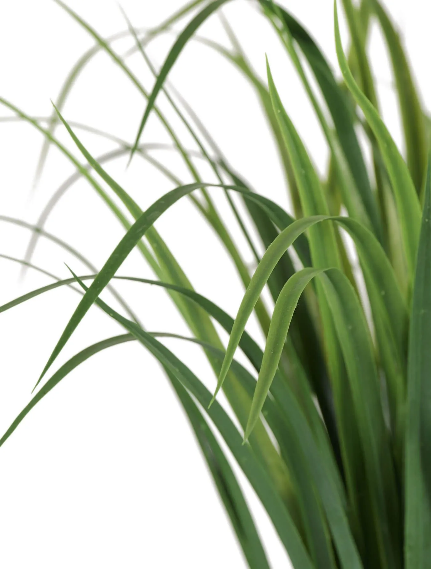 Трава Лемонграсс в горшке зелёная высокая