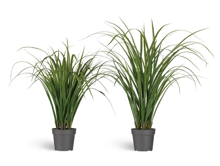 Трава Лемонграсс в горшке зелёная высокая