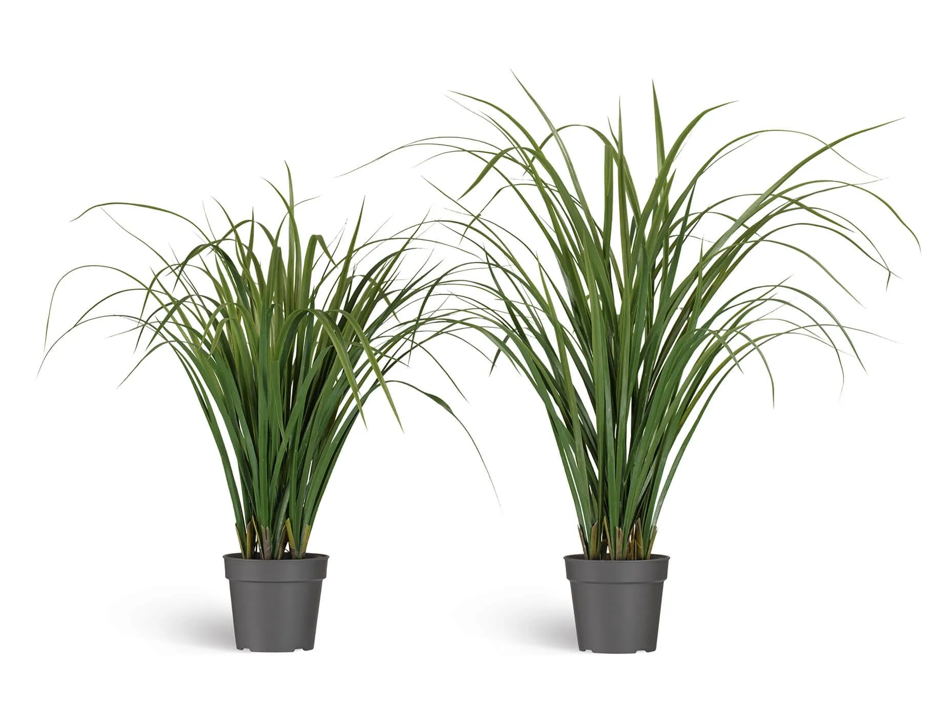 Трава Лемонграсс в горшке зелёная высокая