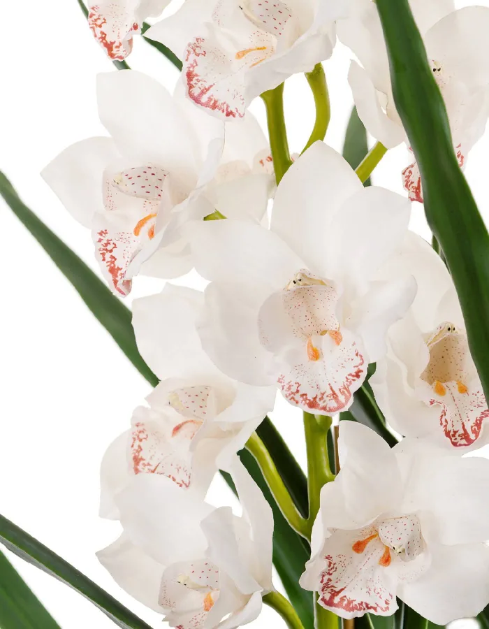 Куст Орхидея Цимбидиум  белый