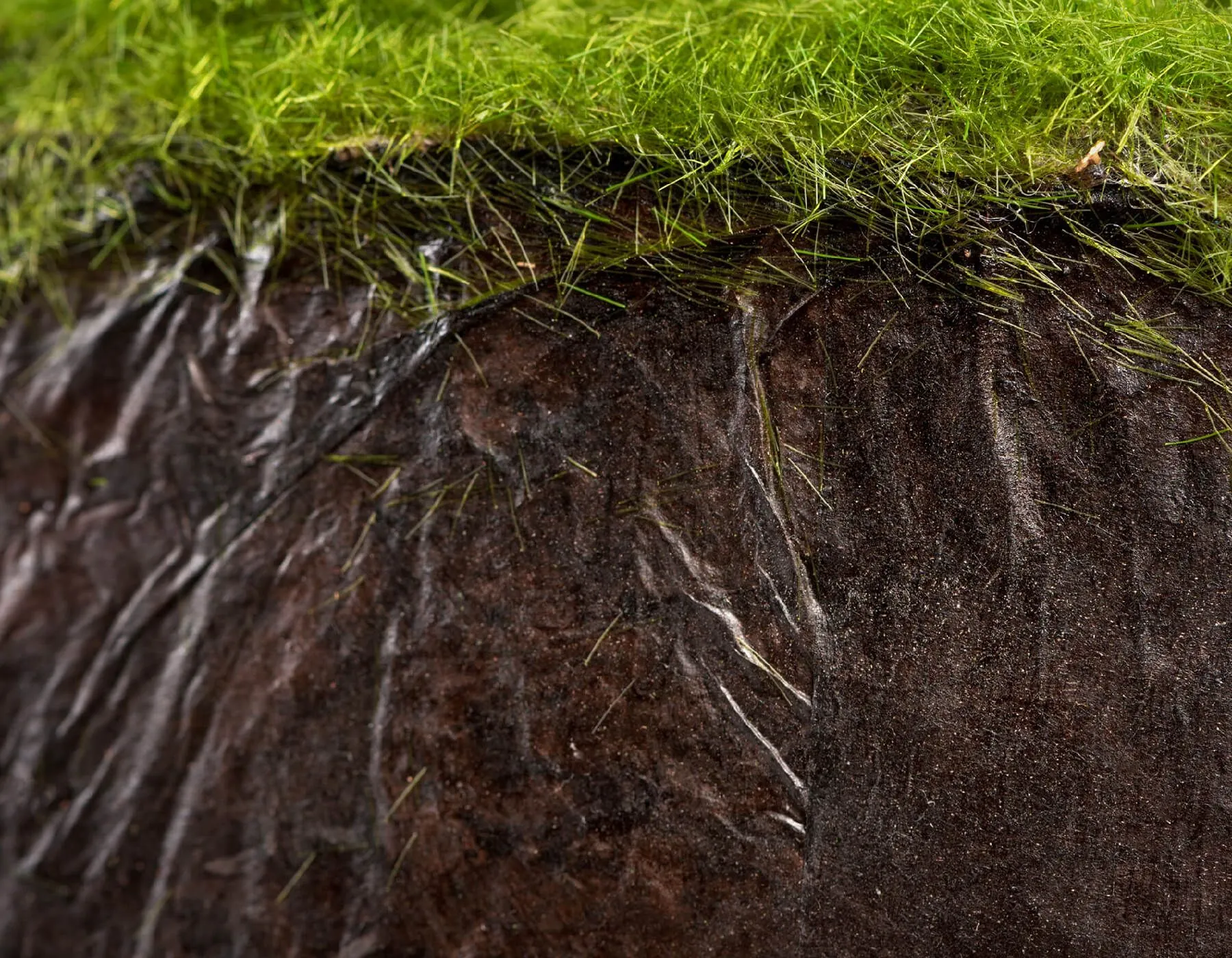 Куст Орхидея Цимбидиум  белый