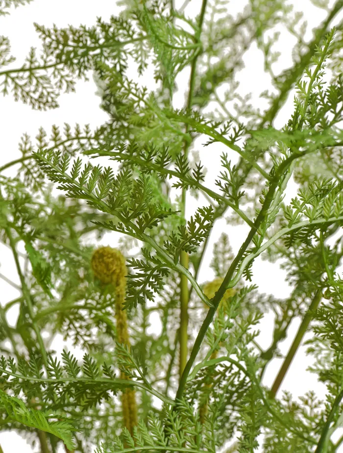 Папоротник Аспарагус куст нежно-зелёный в кашпо