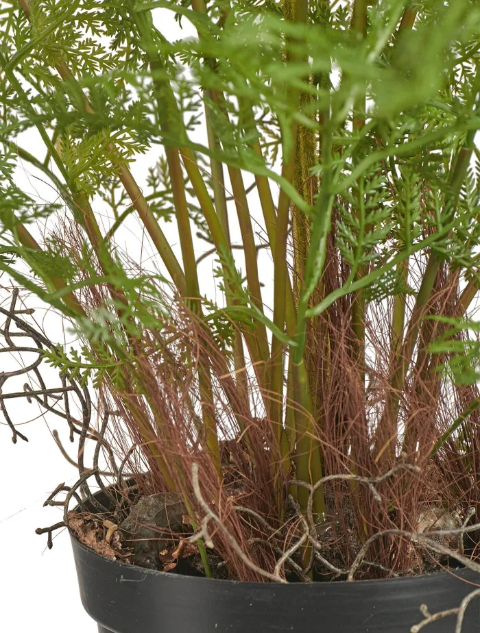 Папоротник Аспарагус куст нежно-зелёный в кашпо