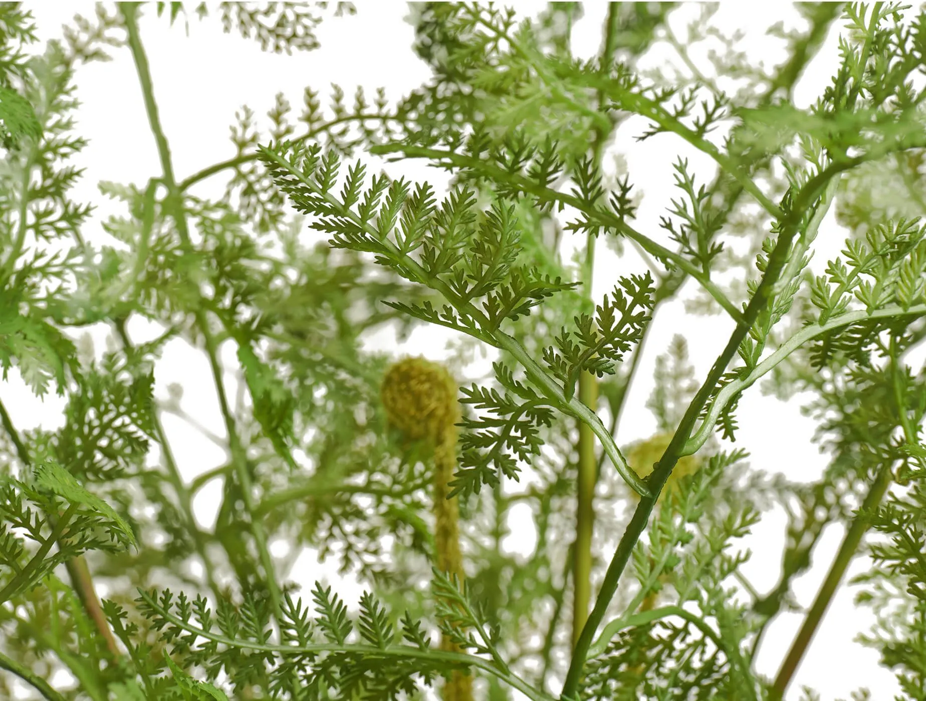 Папоротник Аспарагус куст нежно-зелёный в кашпо