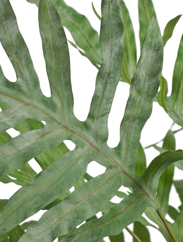 Папоротник Рэббит Фут в керамическом кашпо