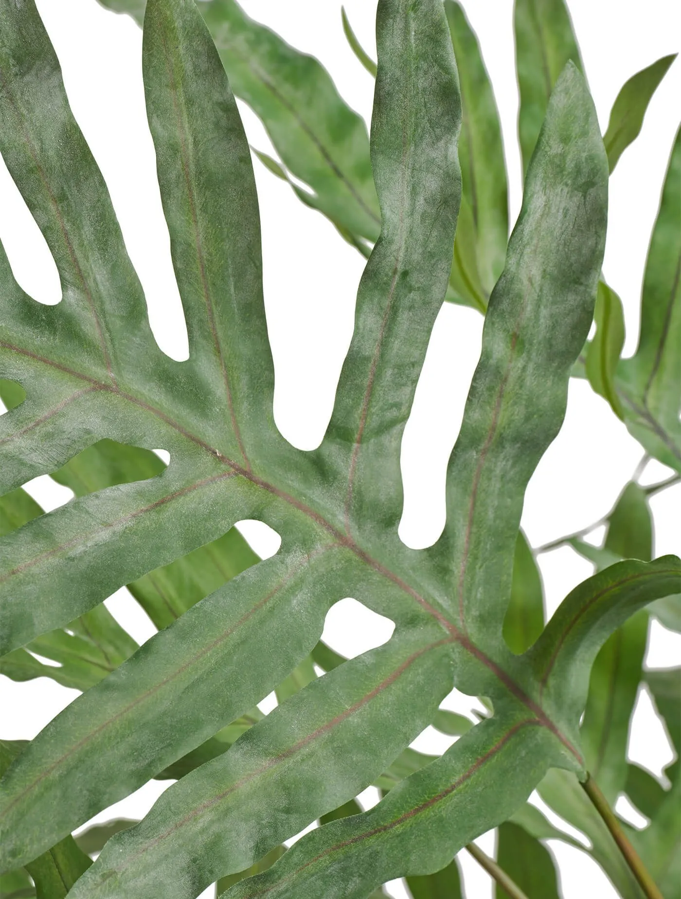 Папоротник Рэббит Фут в керамическом кашпо