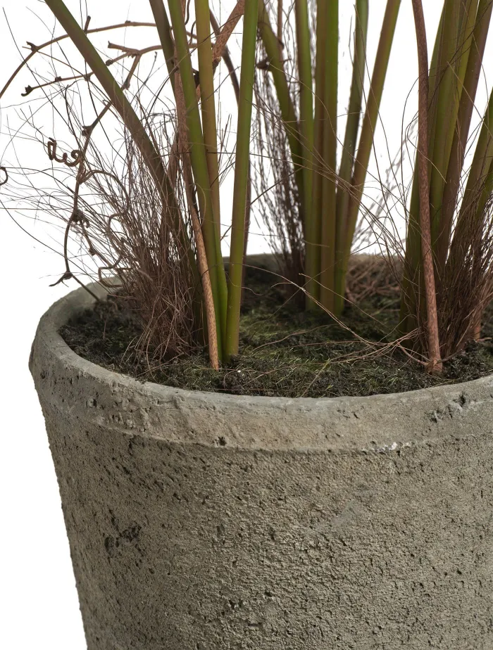 Папоротник Рэббит Фут в керамическом кашпо