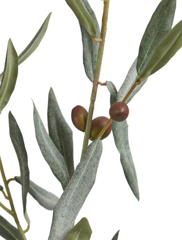 Большая Ветвь оливы с плодами