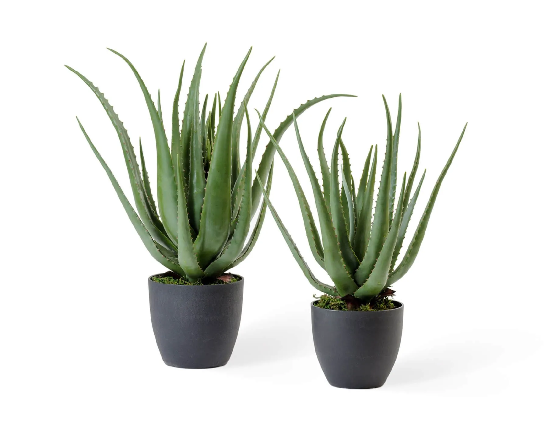 Куст Алоэ  в горшке