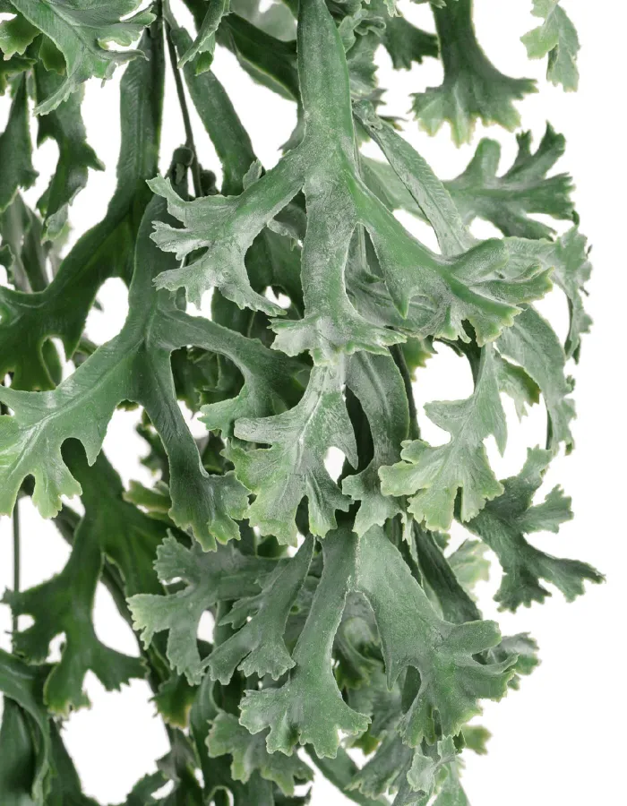 Куст ампельный Стегхорн Хилии (Оленьи рога)