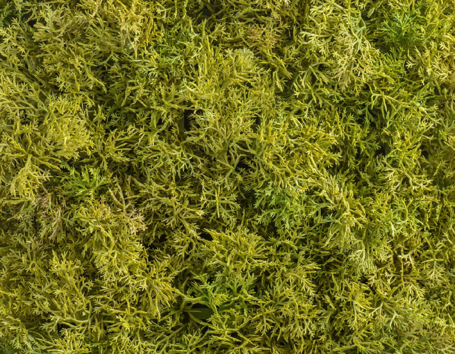 Мох Ягель микс (коврик) светло-зелёный