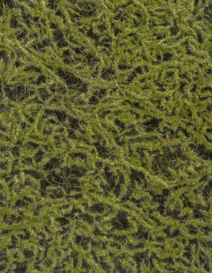Мох Сфагнум (полотно) Fuscum оливково-зелёный