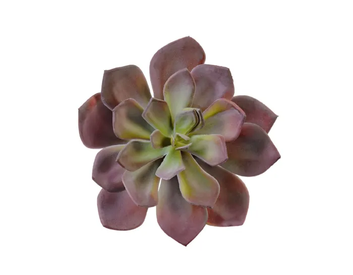 Гиббифлора Эхеверия зелёно-бордовая припылённая Суккулент