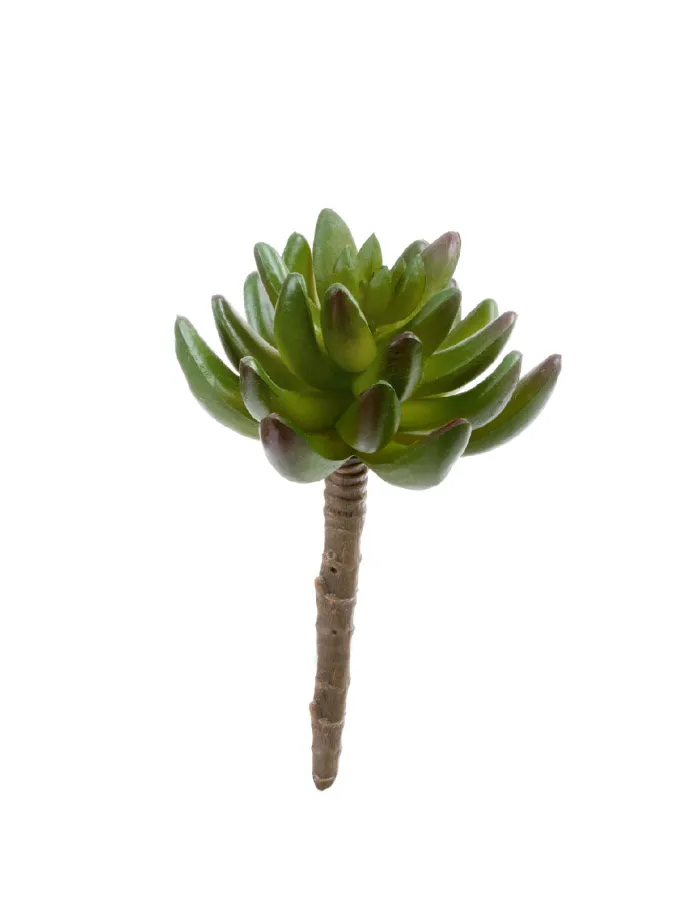 Синокрассула зелёная Суккулент