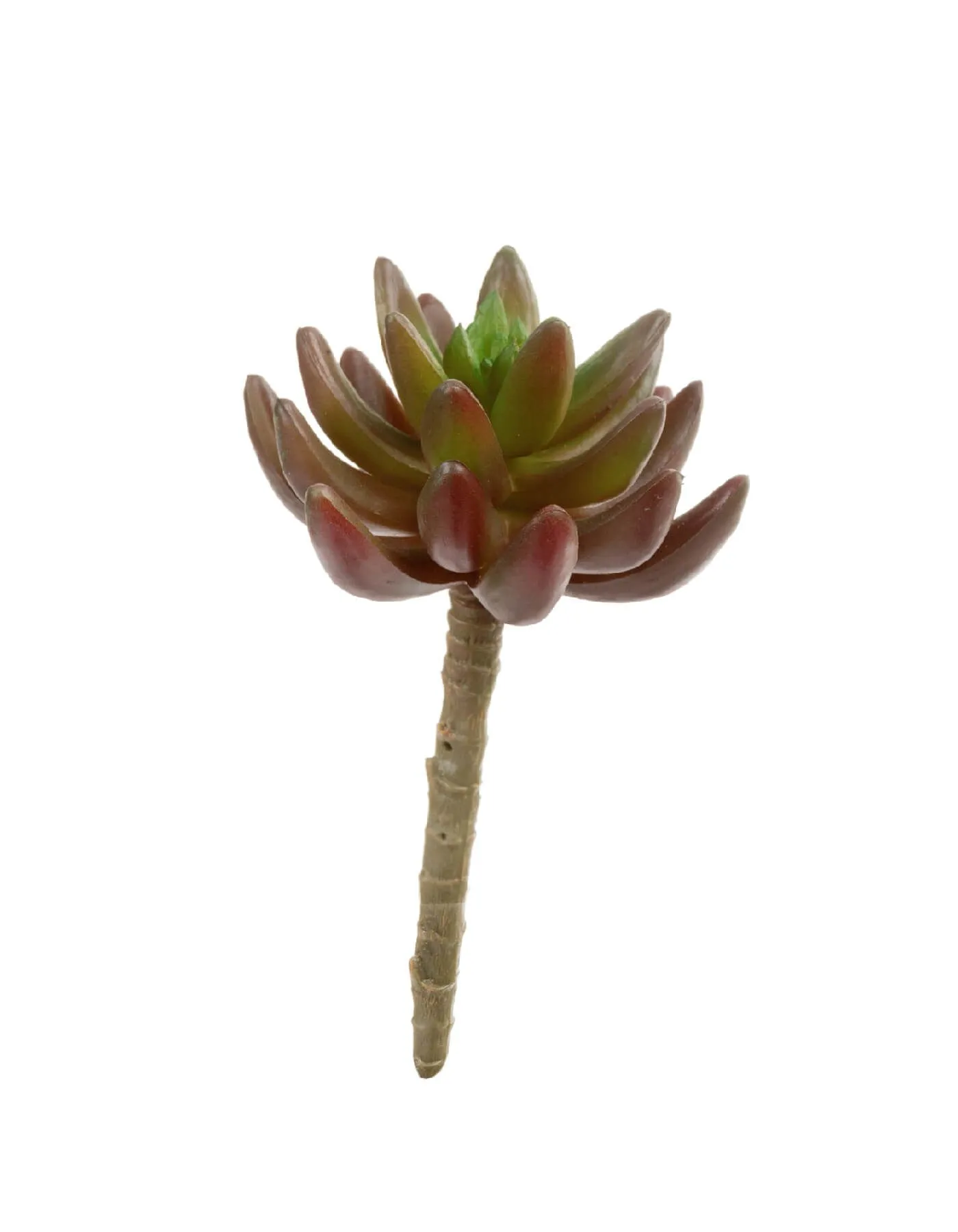 Синокрассула Суккулент бордово-зелёный