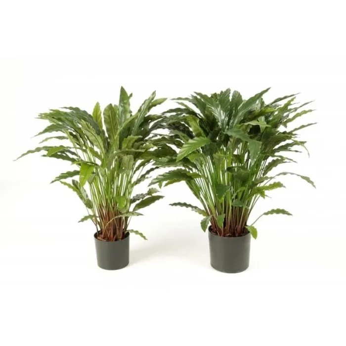 Калатея в горшке