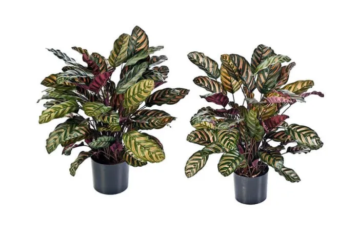 Калатея в горшке крупнолистная зелёно-бордовая