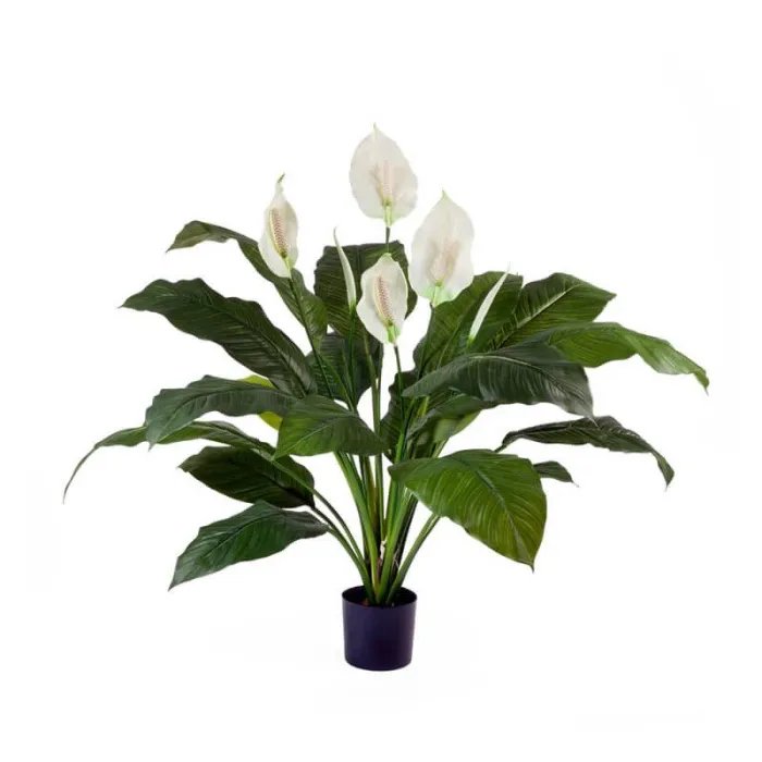 Королевский Спацифилум