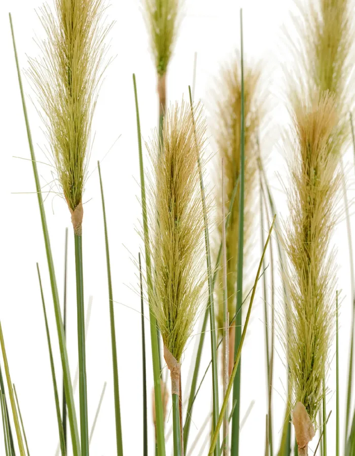 Куст Трава с зелёными султанами Осока Элеганс