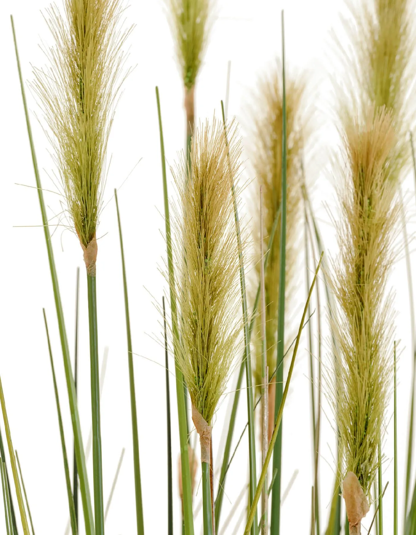 Куст Трава с зелёными султанами Осока Элеганс