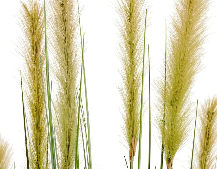 Куст Трава с зелёными султанами Осока Элеганс