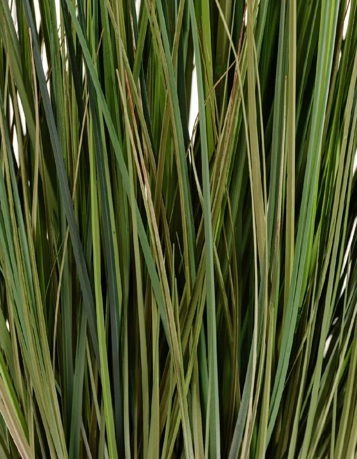 Куст Трава с зелёными султанами Осока Элеганс