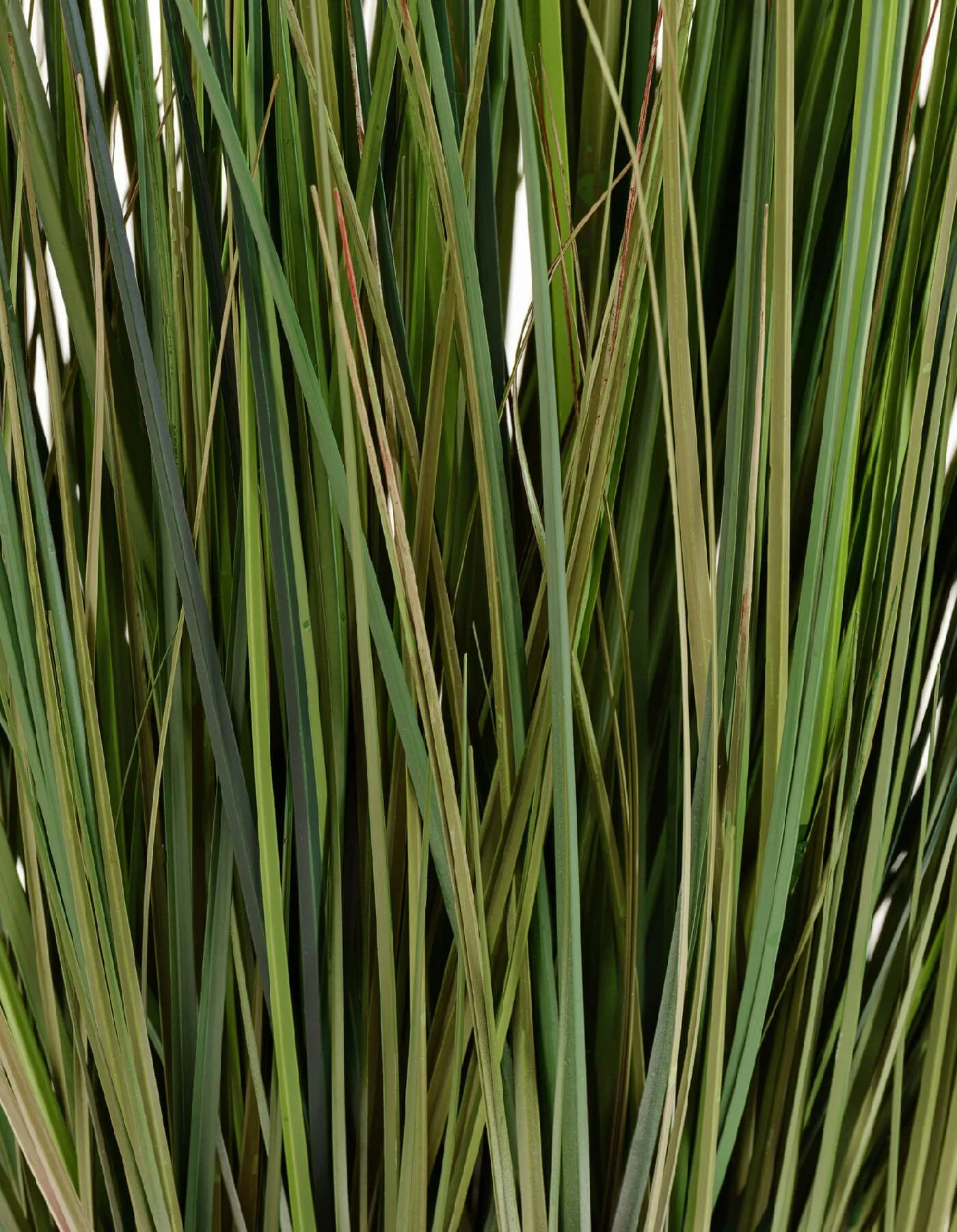 Куст Трава с зелёными султанами Осока Элеганс