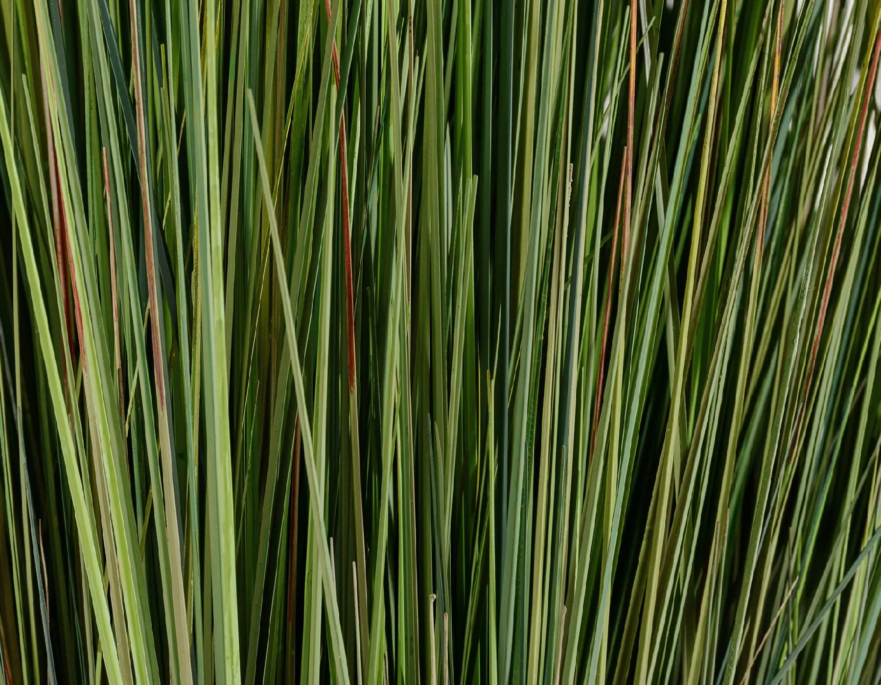 Трава куст Осока с зелёными султанами